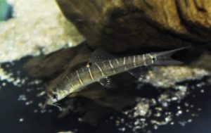 <i>Nemacheilus selangoricus</i> Duncker, 1904 バンデッドローチ