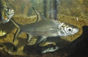 <i>Balantiocheilos melanopterus</i> (Bleeker, 1850) シルバーシャーク