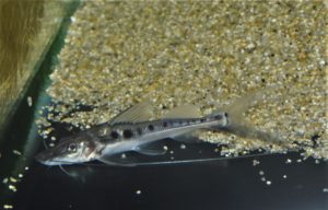 <i>Platysilurus malarmo</i> Schultz, 1944 ロングバーベルキャット