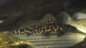 <i>Perrunichthys perruno</i> Schultz, 1944 セイルフィンキャット