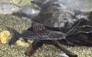 <i>Perrunichthys perruno</i> Schultz, 1944 セイルフィンキャット