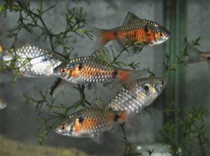 <i>Pethia padamya</i> (Kullander & Britz, 2008) オデッサバルブ