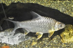 <i>Hypsibarbus suvattii</i> Rainboth, 1996 イエローフィンバルブ