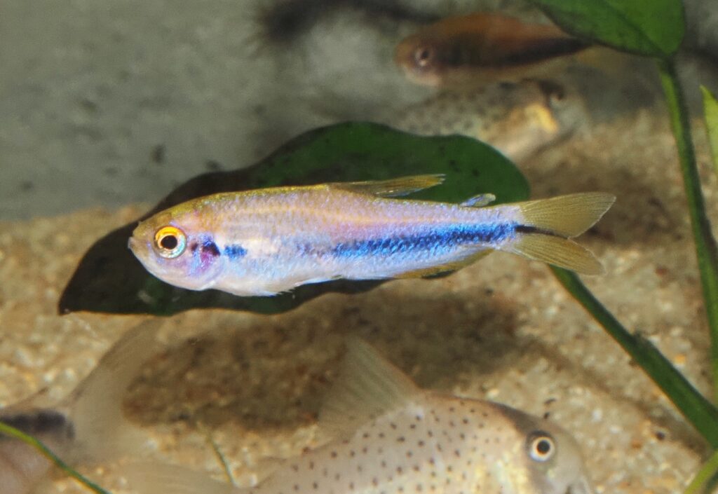 【G.E.M.】プラネタリーテトラペンデュラム Acestrorhamphidae sp. クイーンケリーテトラ - プラゼール水生生物研究所