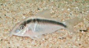 <i>Brochis arcuatus </i>(Elwin 1938) コリドラス：ブロキス・アルクアトゥス　ロングノーズスーパー