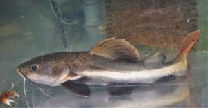 <i>Phractocephalus hemioliopterus</i> (Bloch & Schneider, 1801) レッドテールキャット