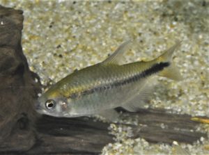 <i>Erythrocharax altipinnis</i> Netto-Ferreira, Birindelli, de Sousa, Mariguela & Oliveira, 2013 エリスロカラックス・アルティピンニス