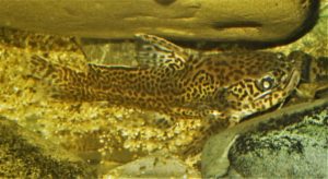 ジャガーキャット