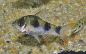 <i>Dawkinsia rubrotincta</i> (Jerdon, 1849) ダウキンシア・ルブロチンクタ