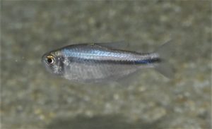 <i>Hyphessobrycon</i> sp. ミルメックス ブルー
