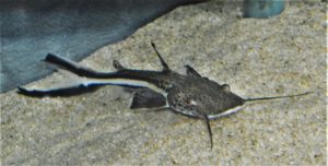 <i>Sorubimichthys planiceps</i> (Spix & Agassiz, 1829) プラニセプス