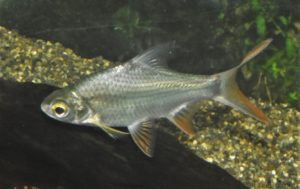 <i>Barbonymus altus</i> (Günther, 1868) レッドフィンバルブ