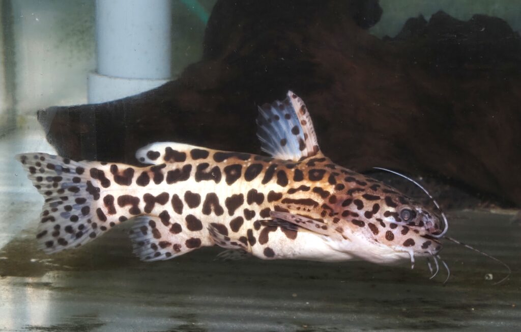 Liosomadoras oncinus (Jardine, 1841) ジャガーキャット - プラゼール