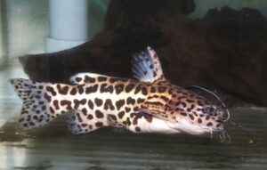 ジャガーキャット