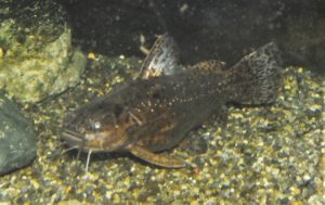 <i>Liosomadoras morrowi</i> Fowler, 1940 リオソマドラス・モーロウィ