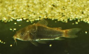 <i>Osteogaster hephaestus</i> (Ohara, W. M., L. F. C. Tencatt and M. R. Britto, 2016) コリドラス：オステオガステル・へパエストゥス