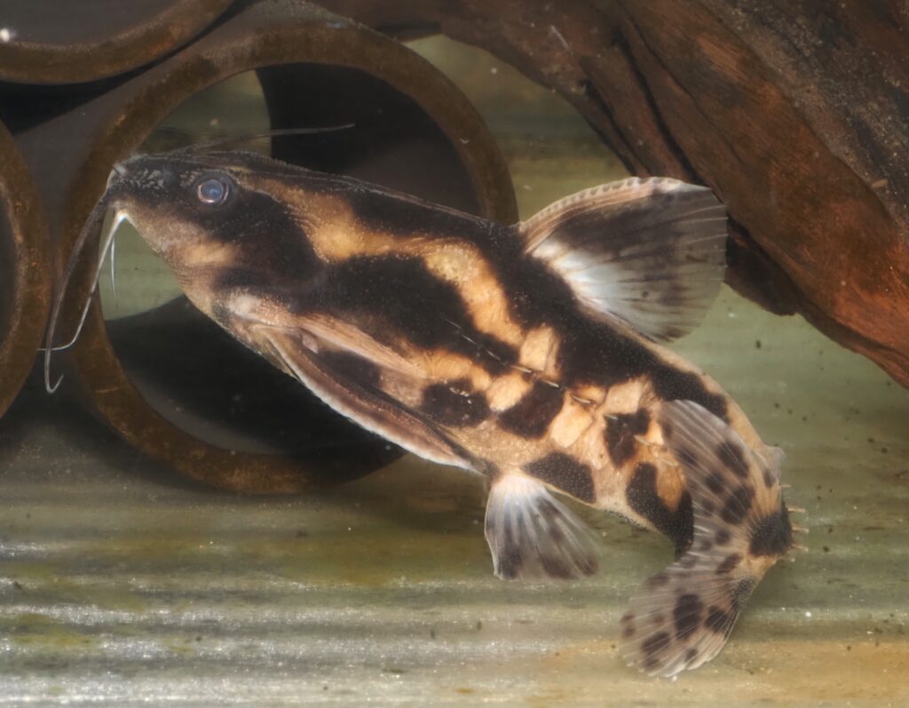 Megalodoras uranoscopus (Eigenmann & Eigenmann, 1888) メガロドラス