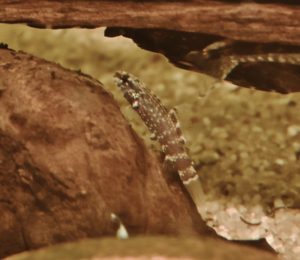 <i>Elachocharax pulcher</i> Myers, 1927 エラコカラックス・プルケル