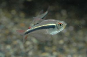 <i>Hyphessobrycon nigricinctus</i> Zarske & Géry, 2004 ペルヴィアンカイザーテトラ