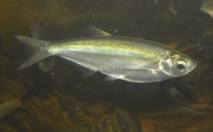 <i>Paralaubuca riveroi</i> (Fowler, 1935) ナイフバルブ