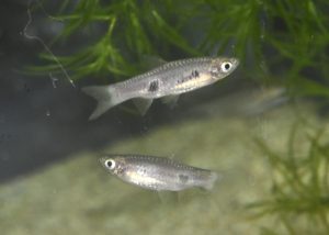 <i>Rasbora kalochroma</i> (Bleeker, 1851) ラスボラ・カロクロマ