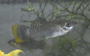 <i>Poecilia butleri</i> Jordan, 1889 ポエキリア・ブトレリ