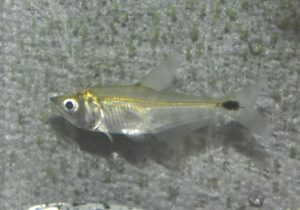 <i>Galeocharax</i> sp. ガレオカラックス sp. ペルー
