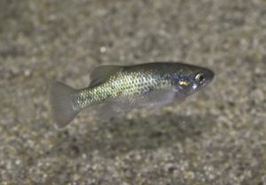 <i>Xenoophorus captivus</i> (Hubbs, 1924) クセノオポルス・カプティヴス