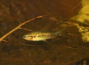 <i>Poecilocharax callipterus</i>  Ohara, W. M., M. N. L. Pastana and P. Camelier  2022 ポエキロカラックス・カリプテルス