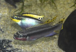 <i>Pelvicachromis taeniatus</i> (Boulenger, 1901) ペルヴィカクロミス・タエニアトゥス
