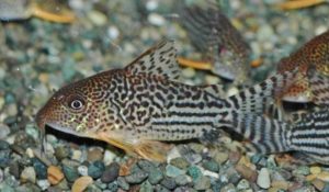 <i>Brochis haraldschultzi</i> (Knaack, 1962) コリドラス：ブロキス・ハラルドシュルツィ