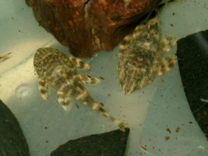 タイガープレコ