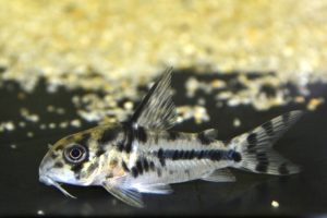 <i>Hoplisoma boesemani</i> (Nijssen & Isbrücker, 1967) コリドラス：ホプリソマ・ボエセマニ