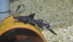 <i>Brachyplatystoma juruense</i> (Boulenger, 1898) バンデッドピラムターバ