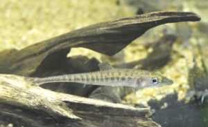 <i>Phago boulengeri</i> Schilthuis, 1891 パゴ・ボーレンゲリー