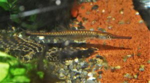 <i>Belonophago tinanti</i> Poll, 1939 ベロノパゴ・チナンチ