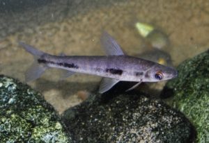 <i>Rhytiodus microlepis</i> Kner, 1858 リチオドゥス・ミクロレピス
