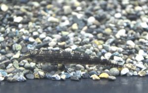 <i>Characidium</i> sp. ブラウンバタフライダーター