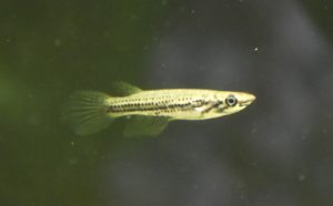 <i>Epiplatys chevalieri</i> (Pellegrin, 1904) エピプラティス・ケヴァリエリ