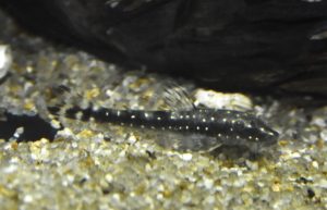 <i>Parotocinclus haroldoi</i> Garavello, 1988 パロトキンクルス・ハロルドイ