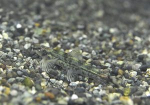 <i>Characidium</i> sp. グリーンバタフライダーター