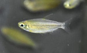 レッドフィンゴールデンコンゴーテトラ