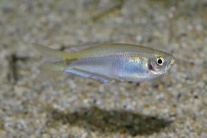 <i>Mimagoniates microlepis</i> (Steindachner, 1877) バーバリーテトラ