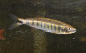 カッパーノーズバルブ