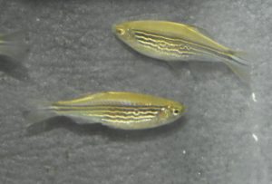 <i>Danio</i> sp.  キャスイットダニオ