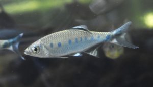 <i>Opsarius malabaricus</i> Jerdon, 1849 オプサリウス・マラバリクス