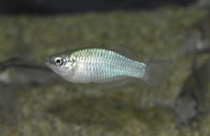 <i>Rhexipanchax nimbaensis</i> (Daget, 1948) レキシパンカックス・ニンバエンシス