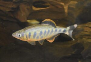 オプサリウス・アルデンス