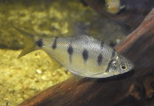 Cyprinidae sp. インドゼブラバルブ