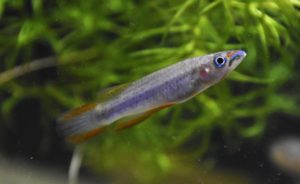 <i>Epiplatys lamottei</i> Daget, 1954 エピプラティス・ラモッテイ